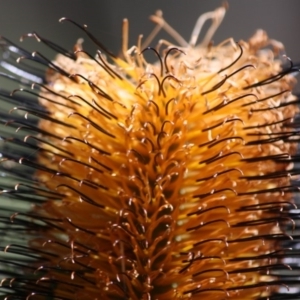 Banksia spinulosa at Budawang, NSW - 29 Sep 2019 02:19 PM