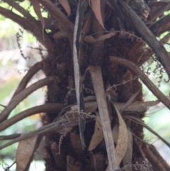 Cyathea australis subsp. australis at Budawang, NSW - 29 Sep 2019