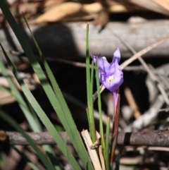 Patersonia sericea var. sericea (Silky Purple-flag) at Budawang, NSW - 29 Sep 2019 by LisaH