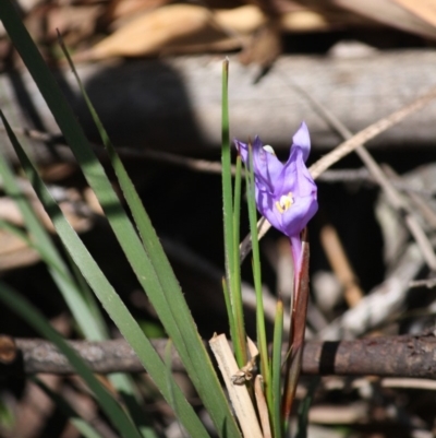 Patersonia sericea var. sericea (Silky Purple-flag) at Budawang, NSW - 29 Sep 2019 by LisaH