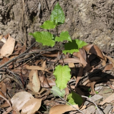 Goodenia ovata (Hop Goodenia) at Budawang, NSW - 29 Sep 2019 by LisaH