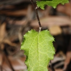 Goodenia ovata at Budawang, NSW - 29 Sep 2019