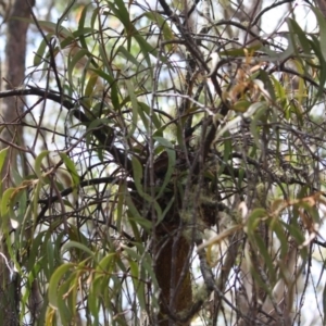 Amyema miquelii at Budawang, NSW - 29 Sep 2019 02:49 PM