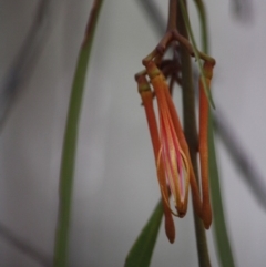 Amyema miquelii at Budawang, NSW - 29 Sep 2019