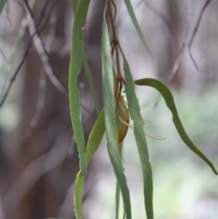 Amyema miquelii at Budawang, NSW - 29 Sep 2019