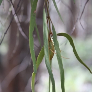 Amyema miquelii at Budawang, NSW - 29 Sep 2019