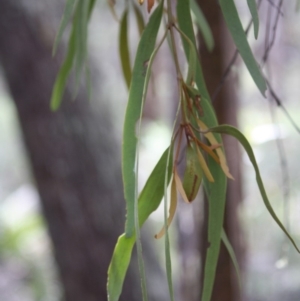 Amyema miquelii at Budawang, NSW - 29 Sep 2019