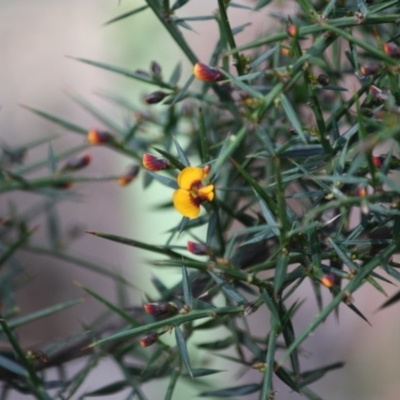 Daviesia ulicifolia subsp. ulicifolia (Gorse Bitter-pea) at Budawang, NSW - 29 Sep 2019 by LisaH