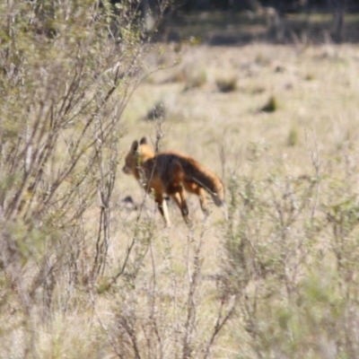 Vulpes vulpes (Red Fox) at Mongarlowe River - 29 Sep 2019 by LisaH