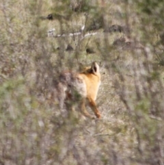 Vulpes vulpes at Mongarlowe, NSW - 29 Sep 2019 05:32 PM