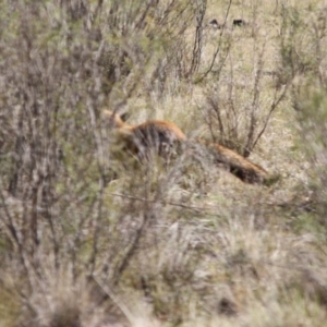 Vulpes vulpes at Mongarlowe, NSW - 29 Sep 2019 05:32 PM