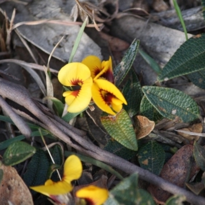 Mirbelia platylobioides (Large-flowered Mirbelia) at Mongarlowe, NSW - 29 Sep 2019 by LisaH