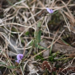 Hovea heterophylla (Common Hovea) at Mongarlowe, NSW - 29 Sep 2019 by LisaH