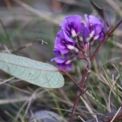 Hardenbergia violacea (False Sarsaparilla) at Mongarlowe, NSW - 29 Sep 2019 by LisaH