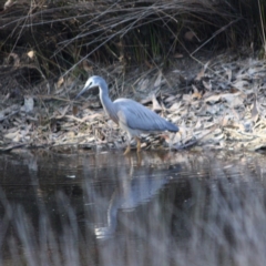 Egretta novaehollandiae (White-faced Heron) at Mongarlowe River - 29 Sep 2019 by LisaH