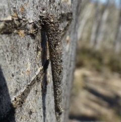 Conoeca guildingi (A case moth) at Hackett, ACT - 28 Sep 2019 by RWPurdie