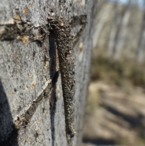 Conoeca guildingi at Hackett, ACT - 29 Sep 2019