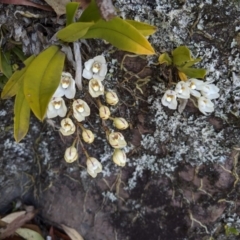 Sarcochilus falcatus (Orange Blossum Orchid) at Wyanbene, NSW - 29 Sep 2019 by MattM