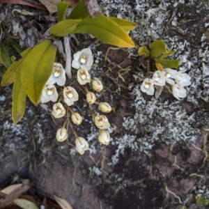 Sarcochilus falcatus at suppressed - suppressed