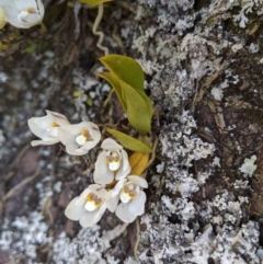 Sarcochilus falcatus at suppressed - suppressed