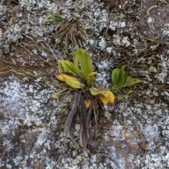 Sarcochilus falcatus at suppressed - suppressed