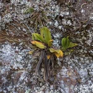 Sarcochilus falcatus at suppressed - 29 Sep 2019