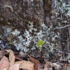 Sarcochilus falcatus at suppressed - suppressed