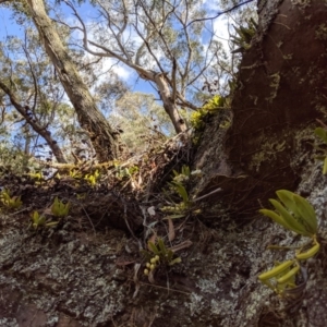 Sarcochilus falcatus at suppressed - suppressed