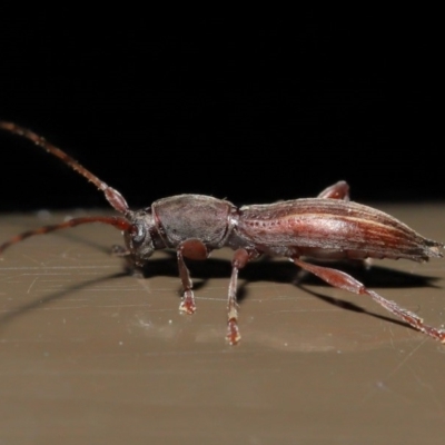 Mesolita pascoei (Longhorn beetle) at Acton, ACT - 27 Sep 2019 by TimL