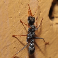 Myrmecia sp., pilosula-group at Hackett, ACT - 26 Sep 2019