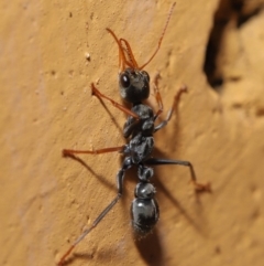 Myrmecia sp., pilosula-group at Hackett, ACT - 26 Sep 2019