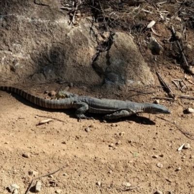 Varanus rosenbergi (Heath or Rosenberg's Monitor) at Bredbo, ACT - 27 Sep 2019 by BarrieR