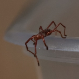 Rainbowia sp. (genus) at Nicholls, ACT - 27 Sep 2019