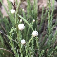 Rhodanthe anthemoides (Chamomile Sunray) at Jerrabomberra, NSW - 29 Sep 2019 by Wandiyali