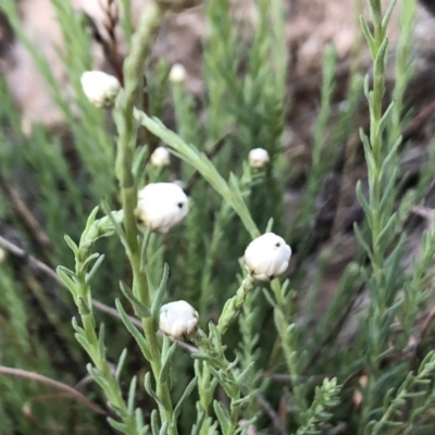 Rhodanthe anthemoides (Chamomile Sunray) at Jerrabomberra, NSW - 30 Sep 2019 by Wandiyali