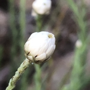 Rhodanthe anthemoides at Jerrabomberra, NSW - 30 Sep 2019