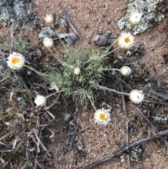 Leucochrysum albicans subsp. tricolor (Hoary Sunray) at Jerrabomberra, NSW - 29 Sep 2019 by Wandiyali