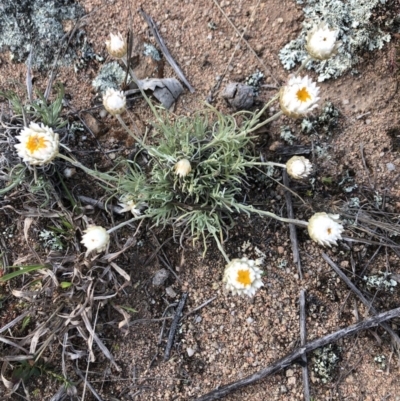 Leucochrysum albicans subsp. tricolor (Hoary Sunray) at Jerrabomberra, NSW - 30 Sep 2019 by Wandiyali