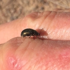 Chrysolina quadrigemina (Greater St Johns Wort beetle) at Stromlo, ACT - 29 Sep 2019 by AndrewCB