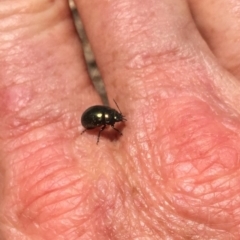 Chrysolina quadrigemina at Stromlo, ACT - 29 Sep 2019