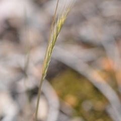 Vulpia bromoides (Squirrel-tail Fescue, Hair Grass) at Wamboin, NSW - 2 Nov 2018 by natureguy