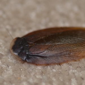 Laxta granicollis at Wamboin, NSW - 10 Nov 2018