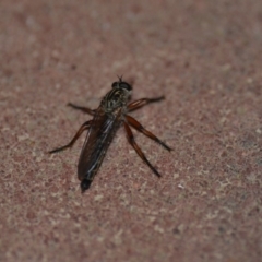 Asiola fasciata (A robber fly) at Wamboin, NSW - 9 Nov 2018 by natureguy