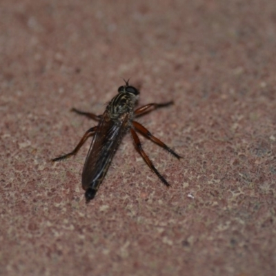 Asiola fasciata (A robber fly) at Wamboin, NSW - 9 Nov 2018 by natureguy