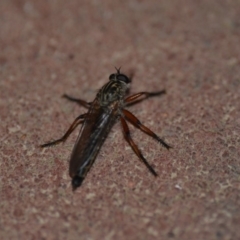 Asiola fasciata at Wamboin, NSW - 10 Nov 2018