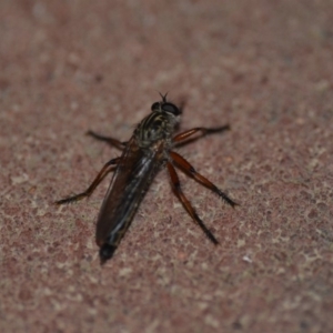 Asiola fasciata at Wamboin, NSW - 10 Nov 2018 01:08 AM