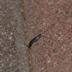 Lepismatidae (family) (A silverfish) at Wamboin, NSW - 10 Nov 2018 by natureguy