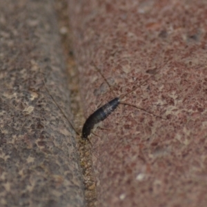 Lepismatidae (family) at Wamboin, NSW - 10 Nov 2018