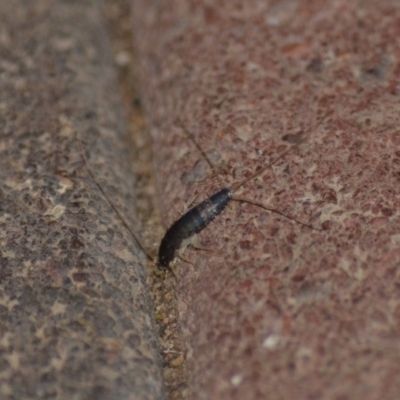 Lepismatidae (family) (A silverfish) at Wamboin, NSW - 9 Nov 2018 by natureguy