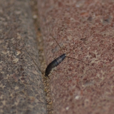 Lepismatidae (family) (A silverfish) at Wamboin, NSW - 10 Nov 2018 by natureguy